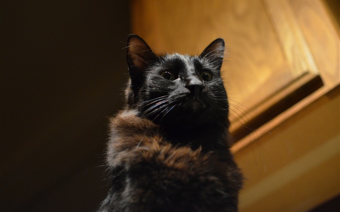 黑猫，眼睛，背景虚化 壁纸 图片
