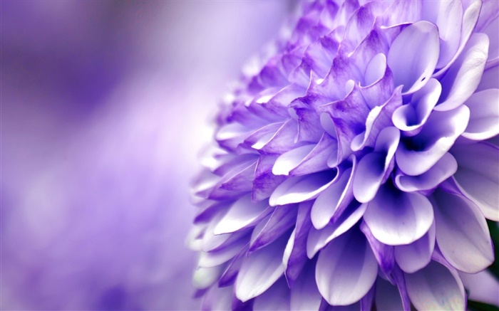 蓝紫色的花，菊花，微距摄影 壁纸 图片