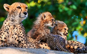 猎豹系列，大型猫科动物 高清壁纸