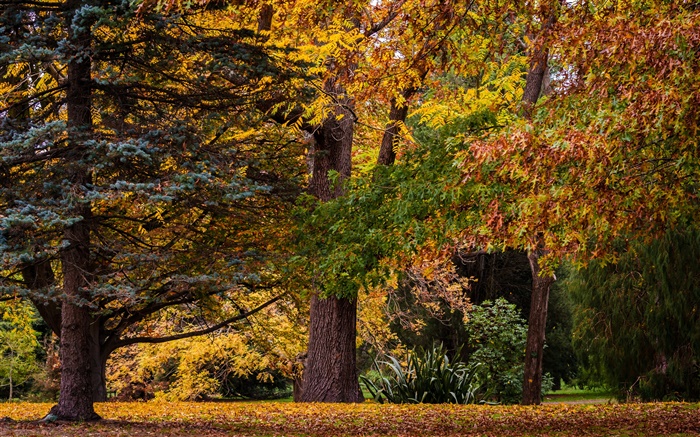 新西兰基督城，公园，树木，叶子，秋天 壁纸 图片