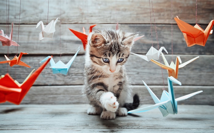 可爱的小猫，五颜六色的纸鸟 壁纸 图片