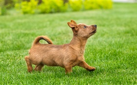 可爱的小狗，小猎犬，草坪，草 高清壁纸