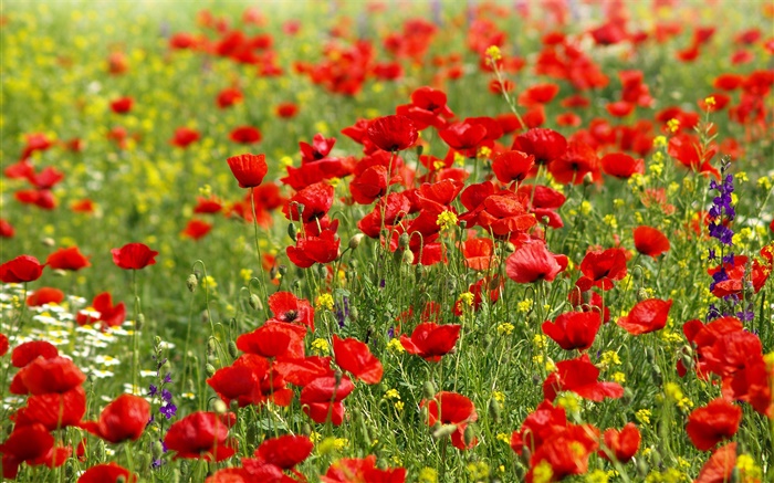 花场，红色罂粟花，雏菊 壁纸 图片