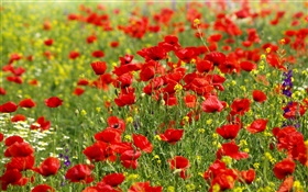 花场，红色罂粟花，雏菊