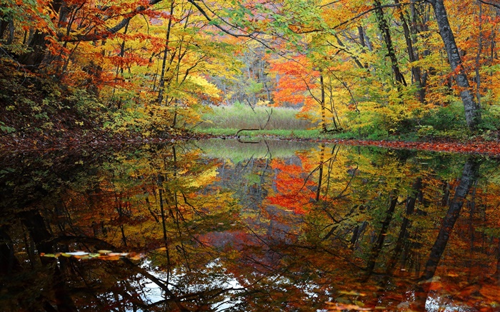 森林，湖泊，树木，秋天 壁纸 图片