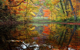 森林，湖泊，树木，秋天 高清壁纸