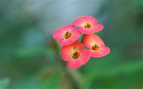 四粉红色的花朵，模糊背景