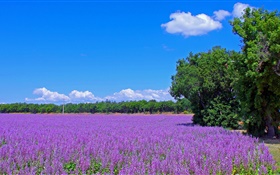 法国，薰衣草花，现场，树木，蓝天