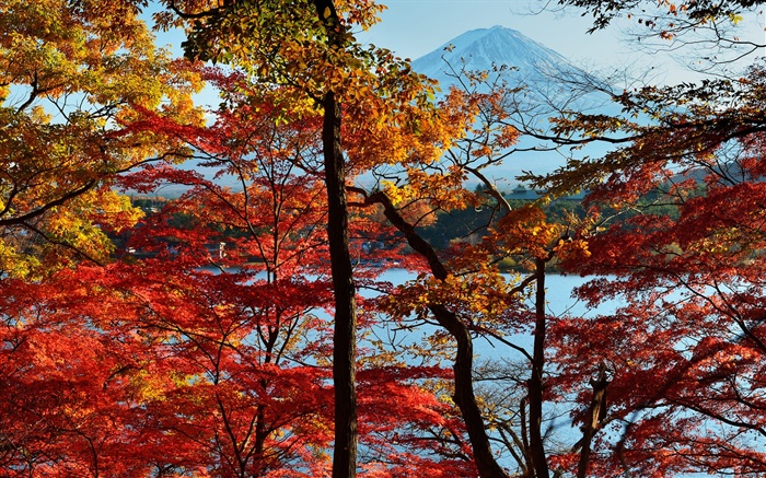 日本自然风光，秋季，树木，红叶，富士山 壁纸 图片