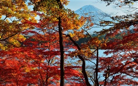 日本自然风光，秋季，树木，红叶，富士山 高清壁纸