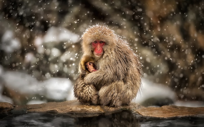 日本猕猴，猴子，冬天，雪，母亲和婴儿 壁纸 图片