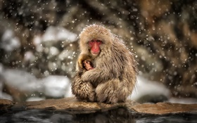 日本猕猴，猴子，冬天，雪，母亲和婴儿