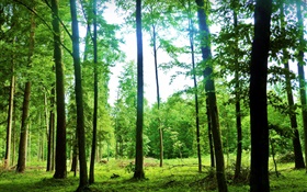 自然风光，夏天，森林，树木，绿色，眩光 高清壁纸