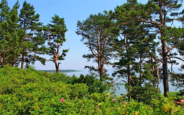 奈达，立陶宛，海岸，松树，大海，蓝天 壁纸 图片