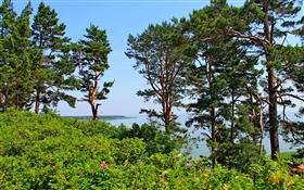 奈达，立陶宛，海岸，松树，大海，蓝天 高清壁纸