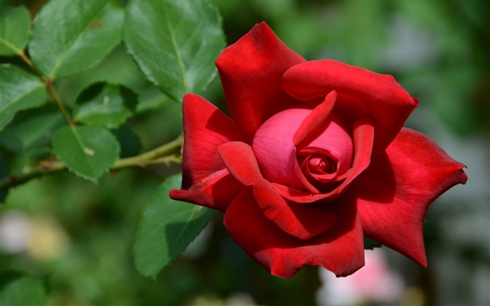 一个红色玫瑰的花，背景虚化 壁纸 图片