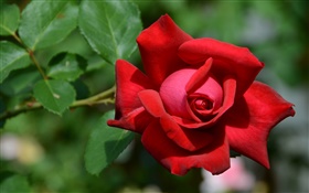 一个红色玫瑰的花，背景虚化