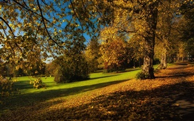 公园，秋天，树木，黄色的叶子，地面 高清壁纸