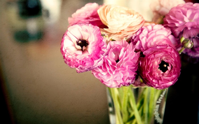 粉红色的花朵，毛茛，花瓶 壁纸 图片