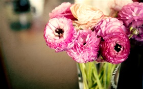 粉红色的花朵，毛茛，花瓶 高清壁纸