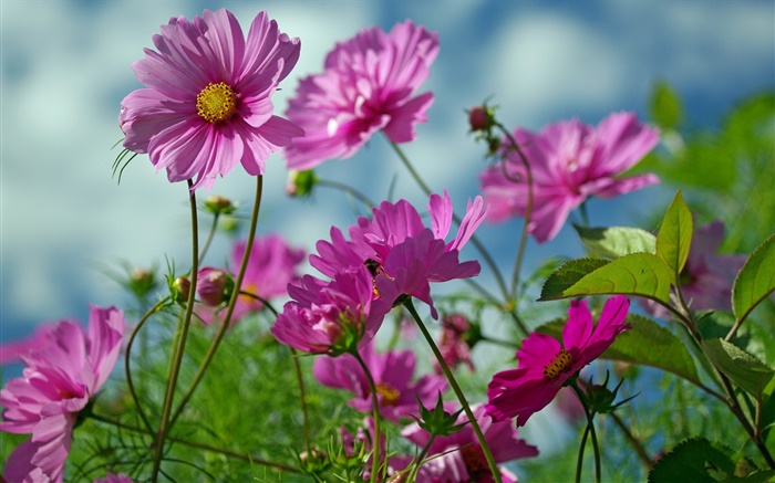 粉红色的科斯米亚花，夏 壁纸 图片