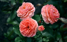 粉红色的玫瑰花朵，花蕾，背景虚化