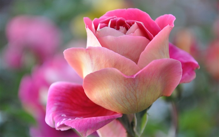 粉红色的玫瑰，花瓣，花蕾 壁纸 图片