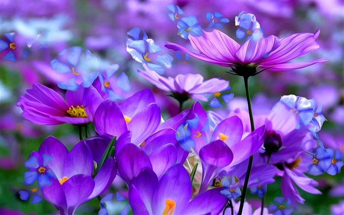 紫色番红花的花朵，花瓣，宏，艺术油墨 壁纸 图片