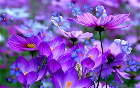 紫色番红花的花朵，花瓣，宏，艺术油墨 高清壁纸