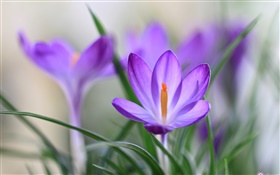 紫番红花的花瓣，草，春天 高清壁纸