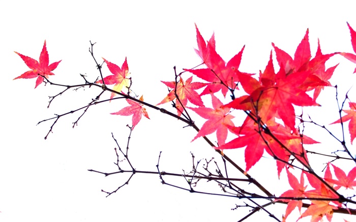 红枫树叶，树枝，秋，白色背景 壁纸 图片