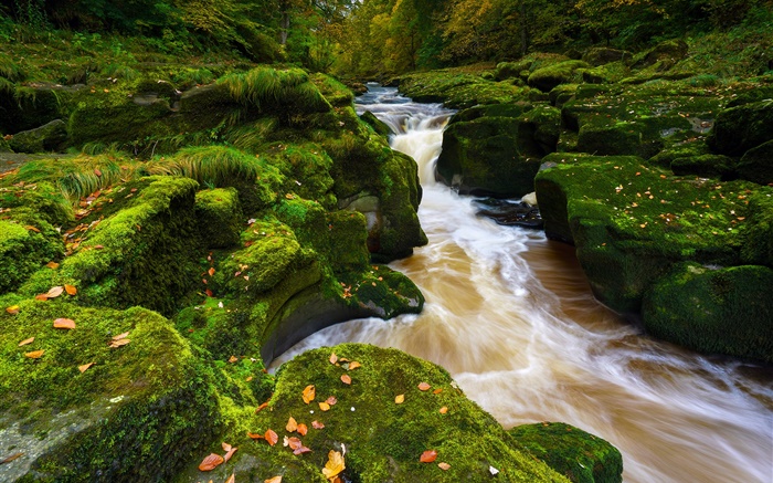 沃夫河，北约克郡，英格兰，石头，青苔，秋天 壁纸 图片