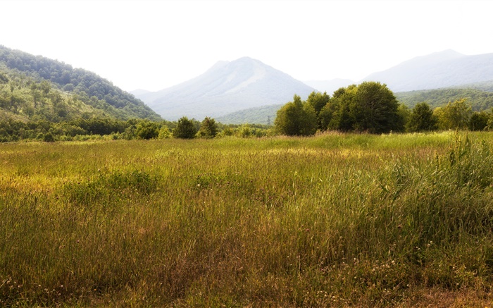 俄罗斯堪察加半岛，山，树，草 壁纸 图片
