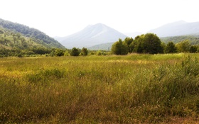 俄罗斯堪察加半岛，山，树，草 高清壁纸