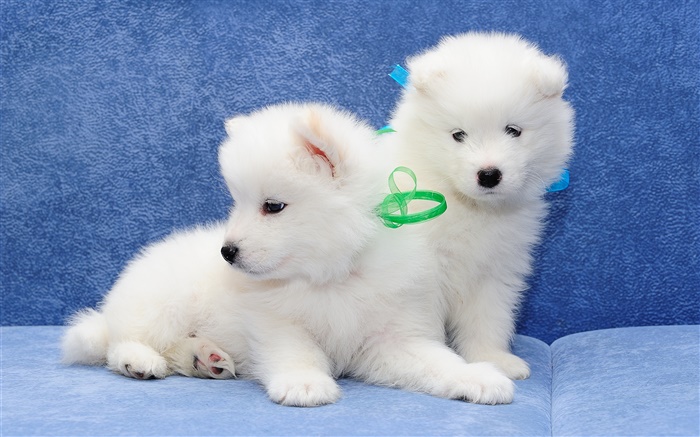 萨摩耶，白色的狗，小狗 壁纸 图片