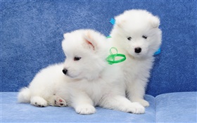 萨摩耶，白色的狗，小狗