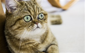 短毛猫，可爱的小猫，眼睛，脸 高清壁纸