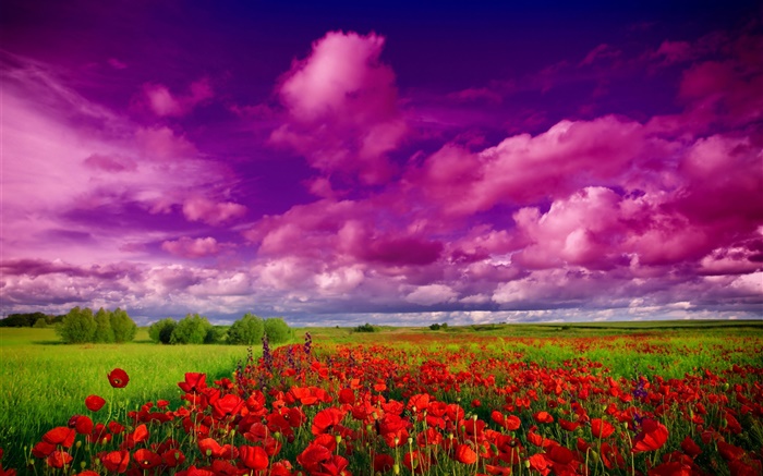 天空，云，场，花，红罂粟 壁纸 图片