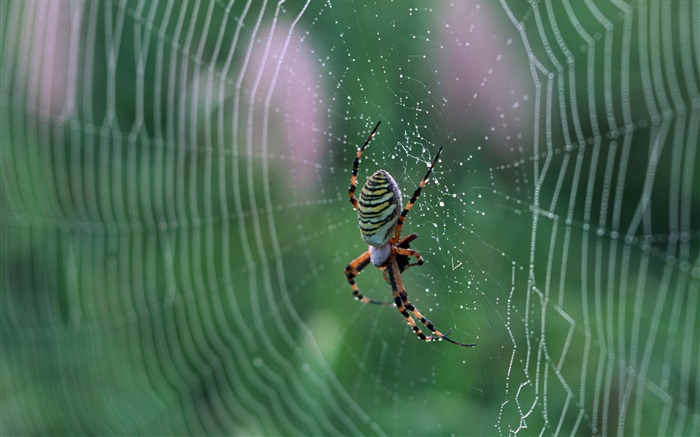 蜘蛛，蛛网，水珠 壁纸 图片