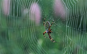 蜘蛛，蛛网，水珠 高清壁纸
