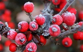 树枝，红色浆果，水果，霜