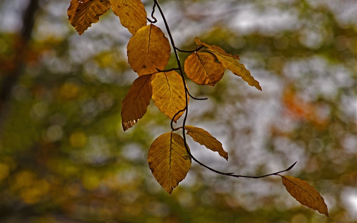 树枝，黄色的叶子，秋天，背景虚化 壁纸 图片