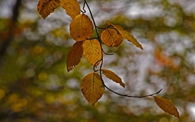 树枝，黄色的叶子，秋天，背景虚化