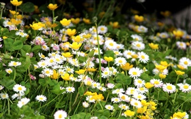 白菊花，黄色的花朵
