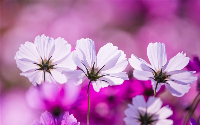 白色科斯米亚花，花瓣，紫色背景 壁纸 图片