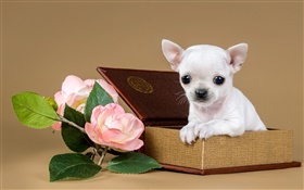 白色的小狗，鲜花，箱