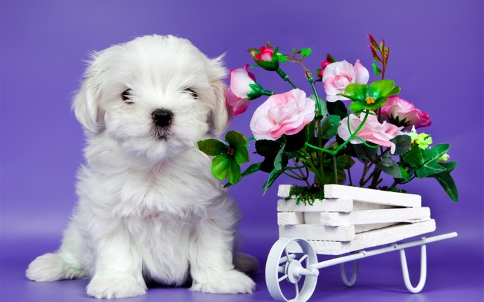 白色的小狗，粉红色的玫瑰鲜花 壁纸 图片