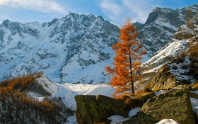 冬季，山，雪，树木，石头 高清壁纸