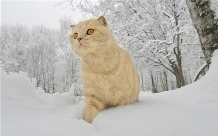冬天，雪，猫 壁纸 图片