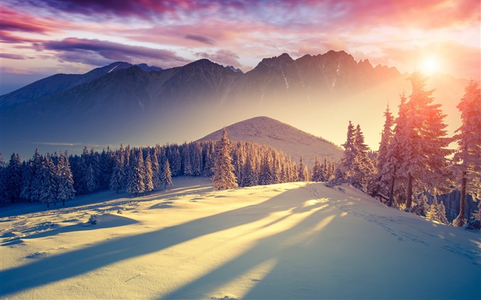 冬天，雪，冷，山，树，云杉，天空，日出，阴影 壁纸 图片